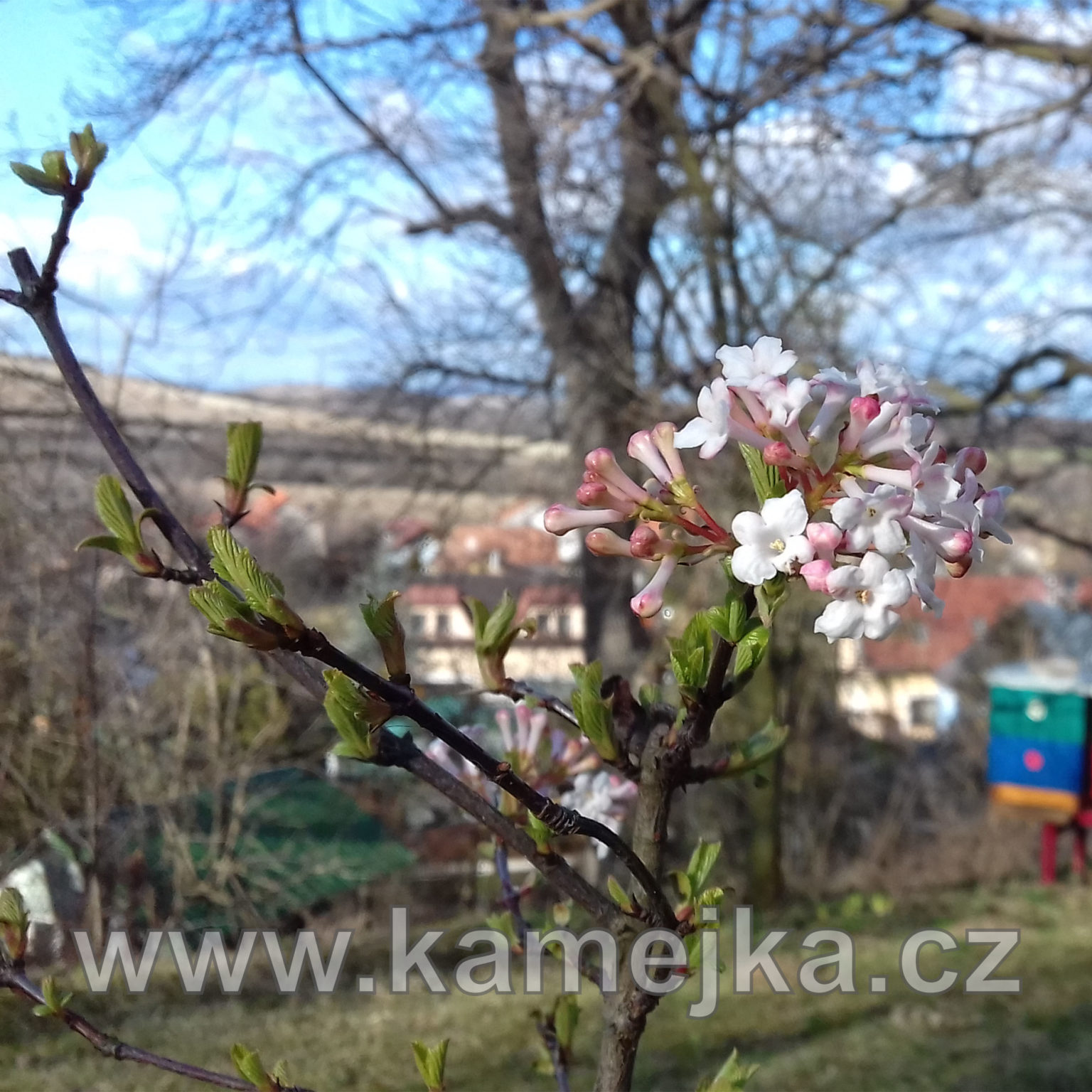 VIBURNUM X BODNANTENSE Kalina bodnantská Kamejka.cz